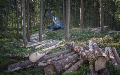 Grattis till BR. Nilsson Dagstorp – vinnare av The Golden Logger 2025!