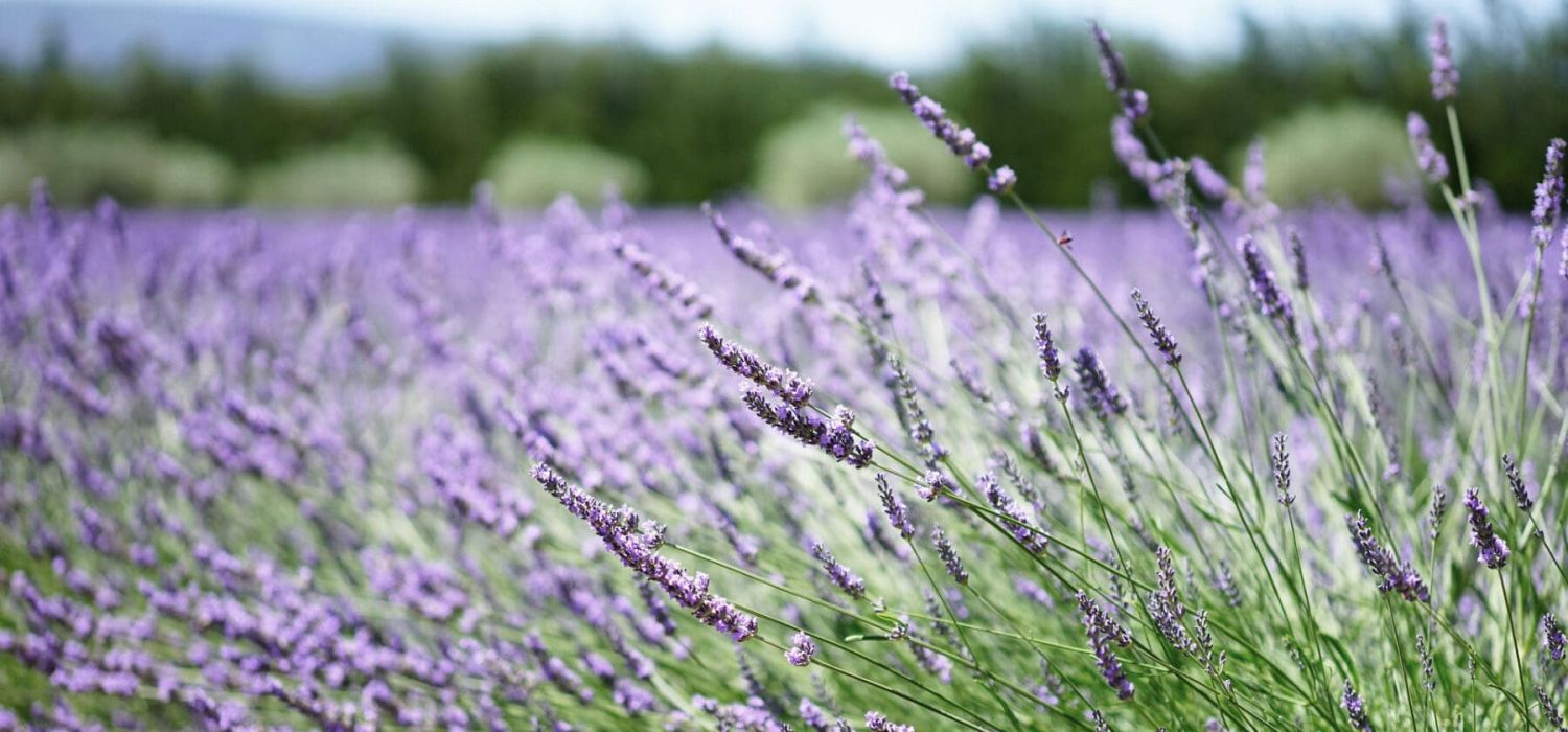 sommarblommor lavendel med skog i bakgrunden