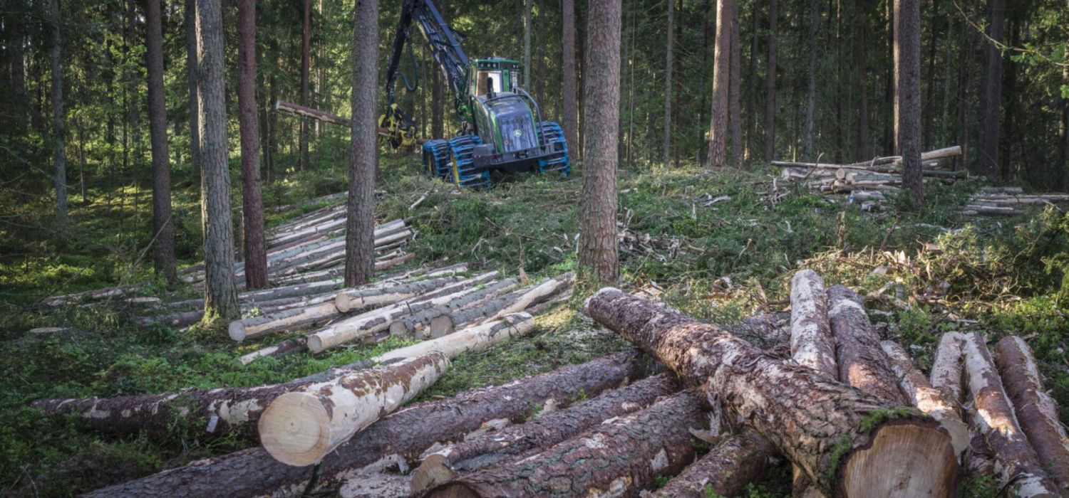 skogsavverkning