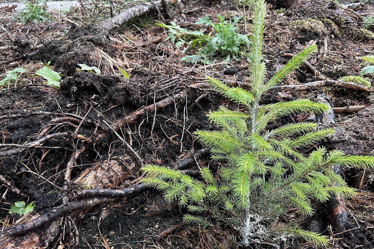 Granplanta nyplanterad
