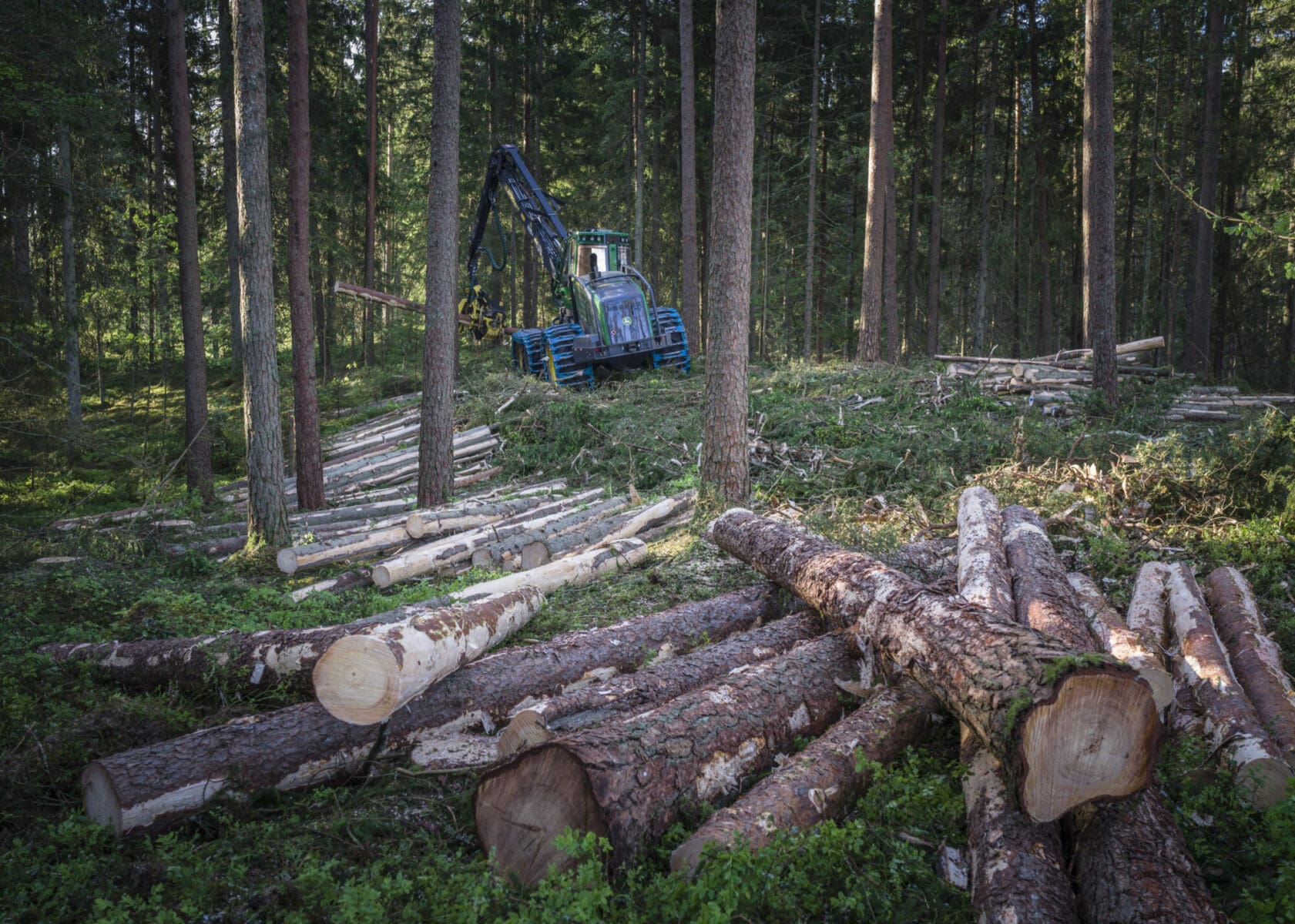Skogsmaskin som gallrar i skog