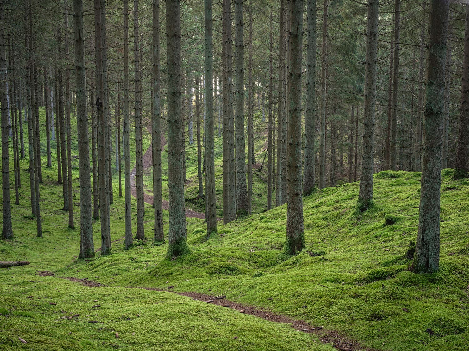 Gallring i björkbestånd