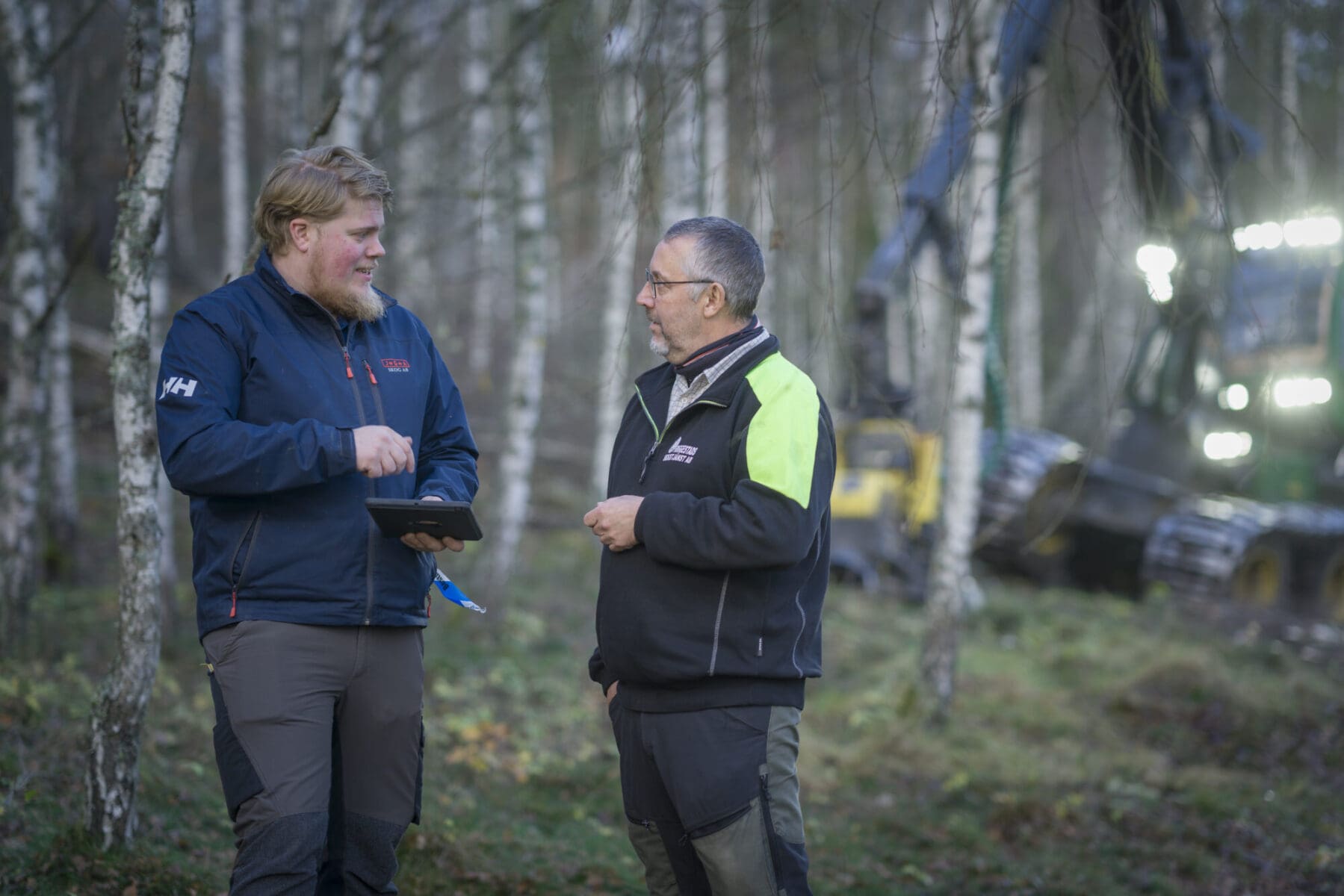 Gallring i björkbestånd