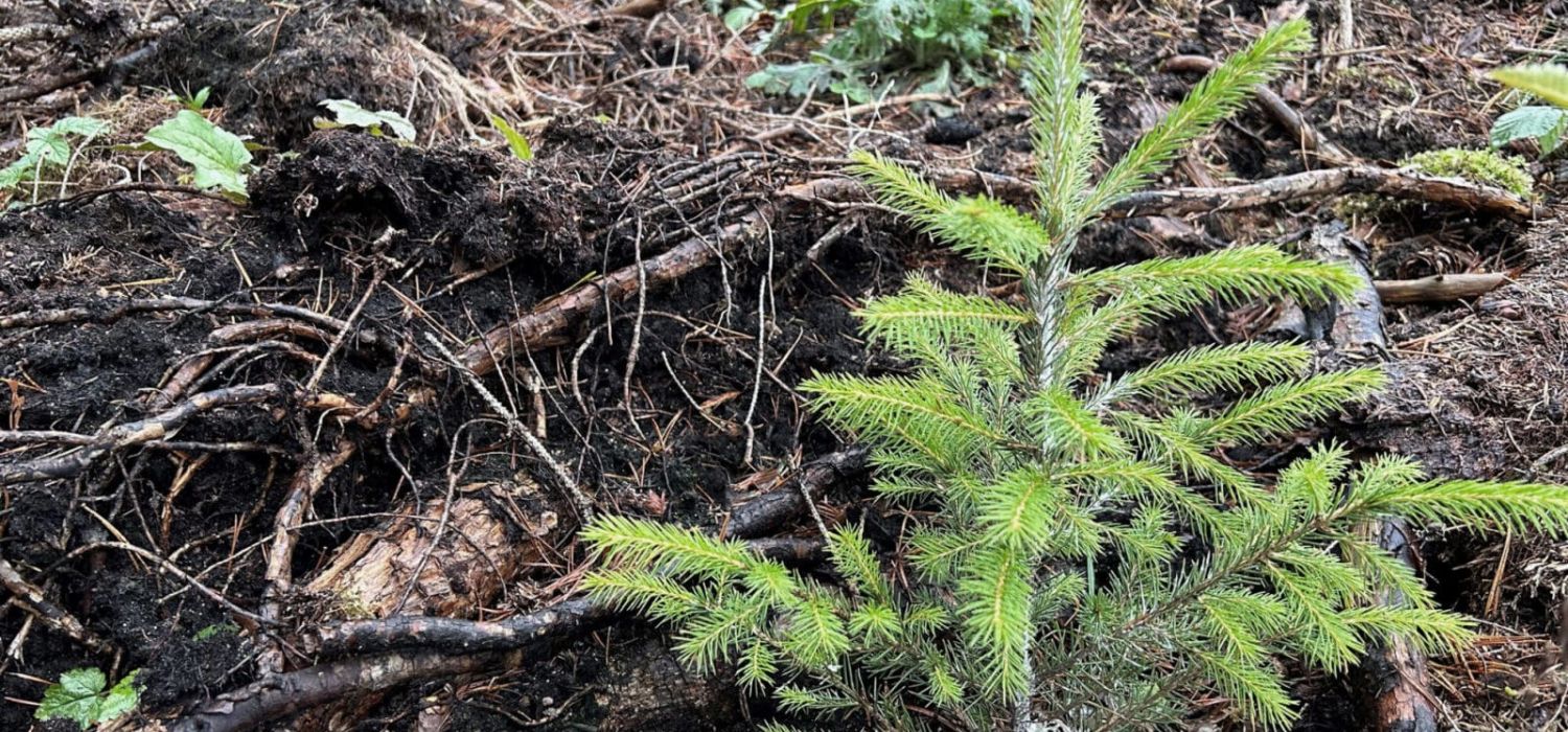 Granplanta vid plantering