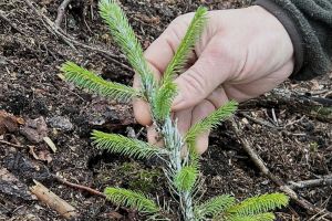 Information till dig som beställt leveransplantor