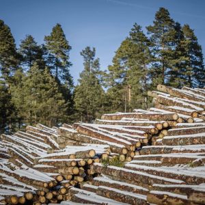Virkestrave med skog i bakgrunden