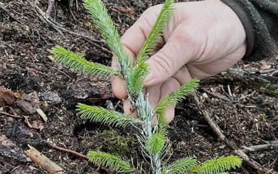 Information till dig som beställt leveransplantor